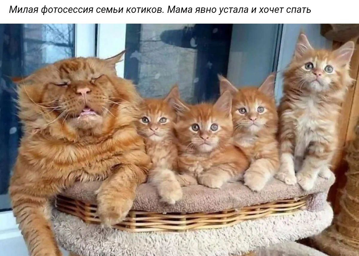 Милая Фшшеькыя с кыгишш Мама я устала и читать