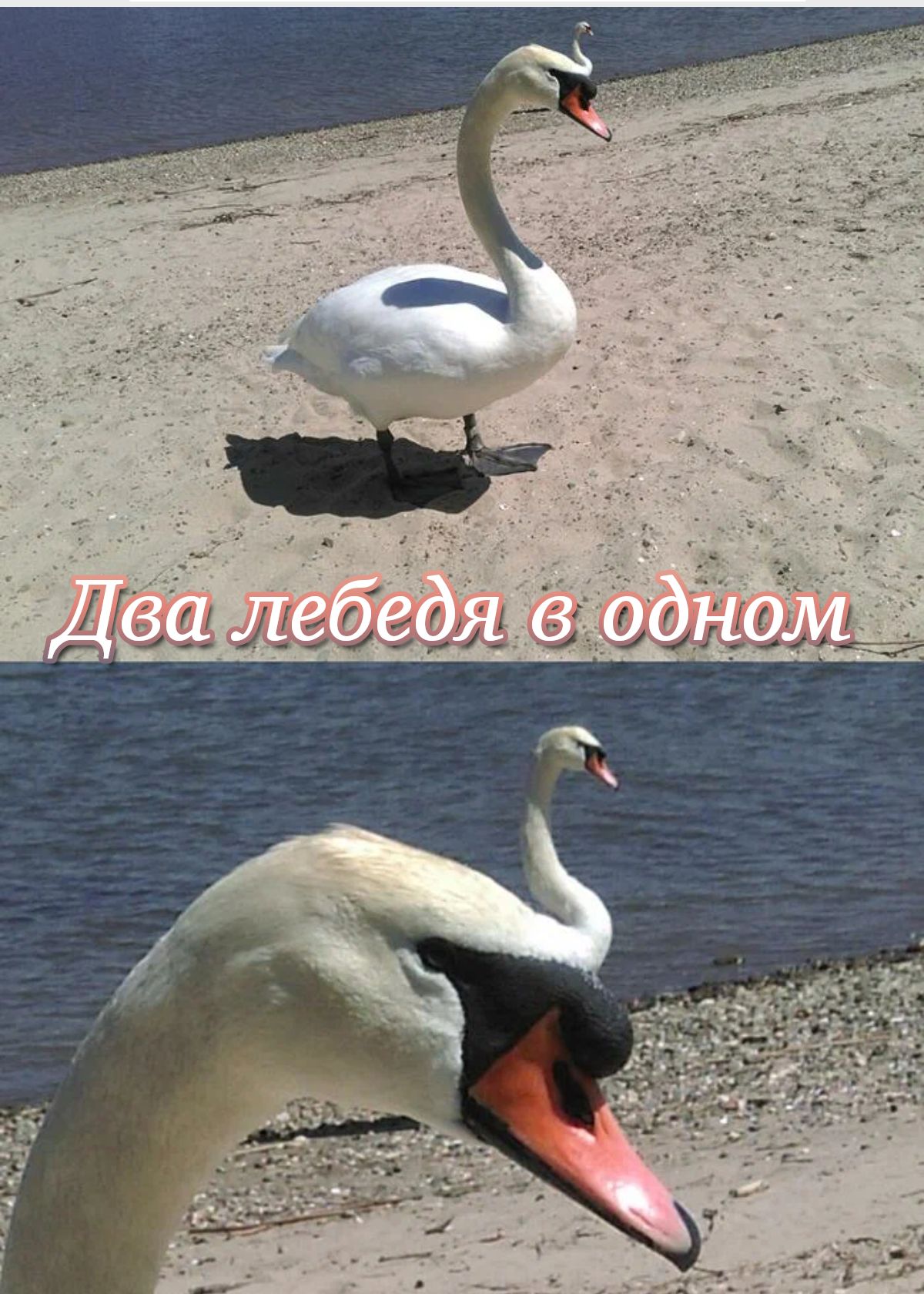 __му ммм 1 4