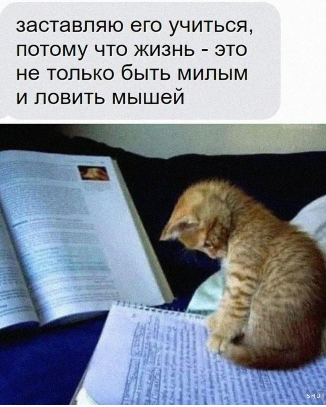 заставляю его учиться потому что жизнь это не только быть мипым и ловить мышей
