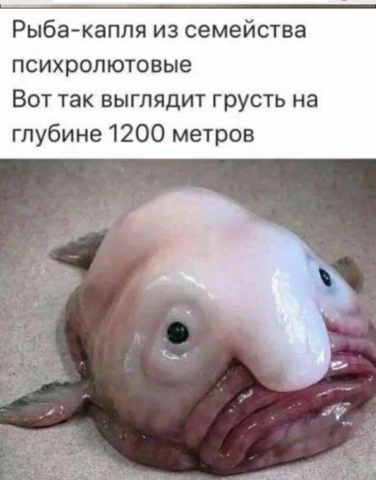 Рыба капля из семейства психролютовые Вот так выглядит грусть на глубине 1200 метров