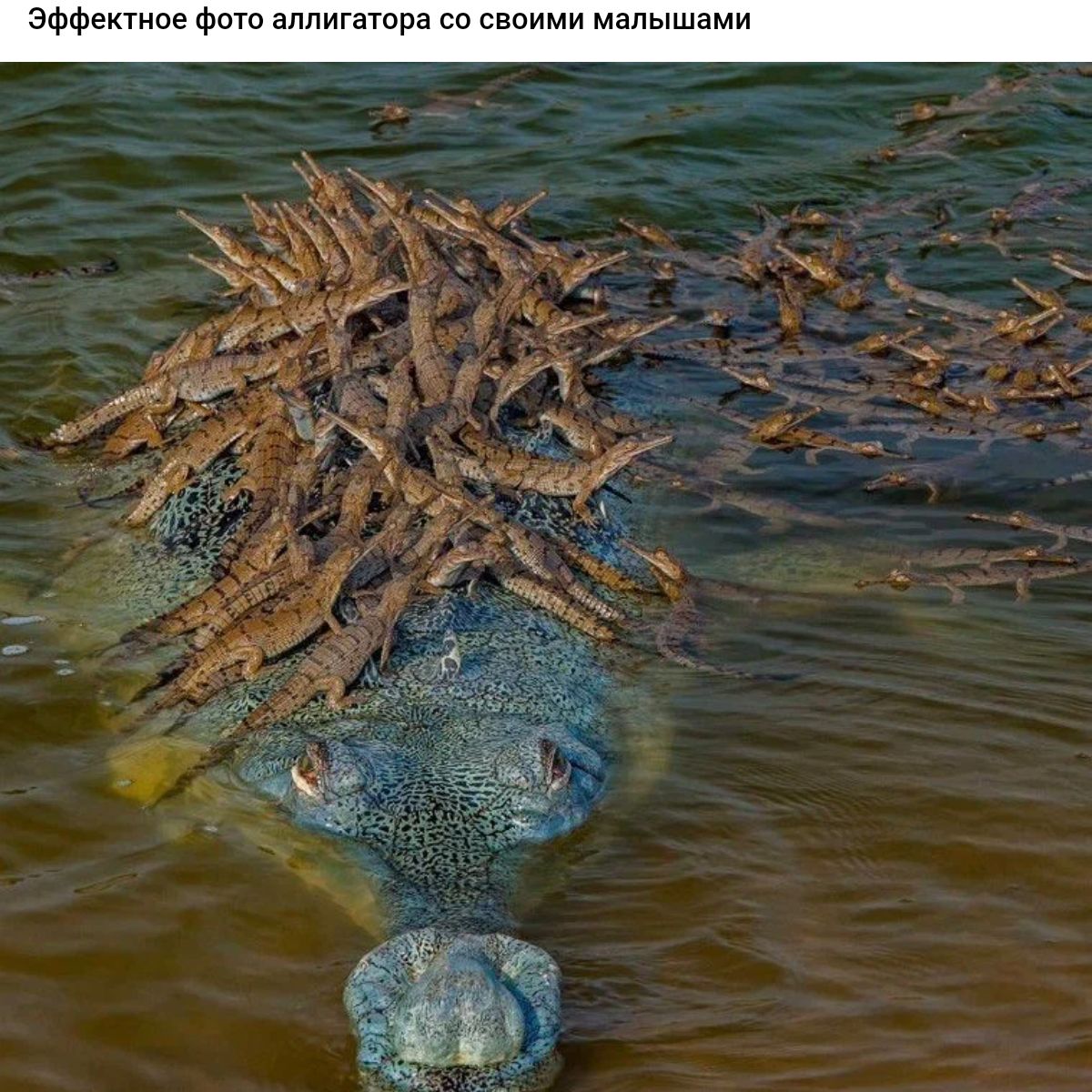 эм Фот аппшатра со своими мель амп