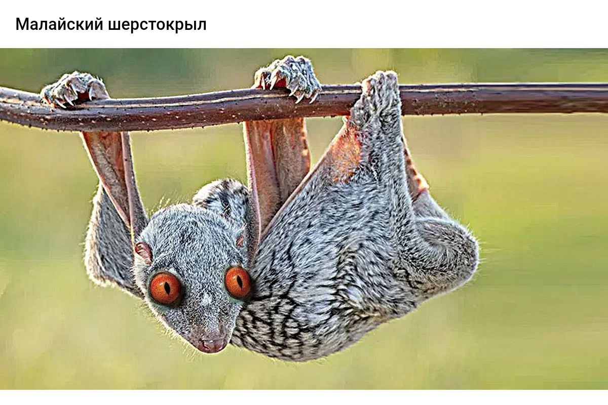 1 х