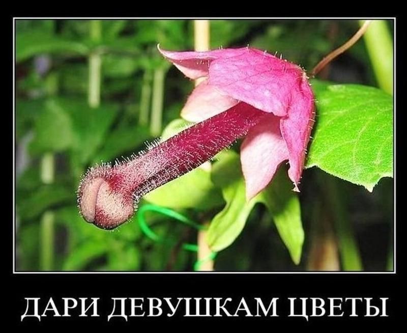 ДАРИ ДЕВУШКАМ ЦВЕТЫ