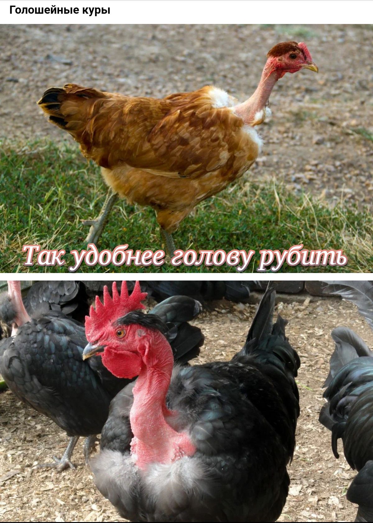 Гипошейные