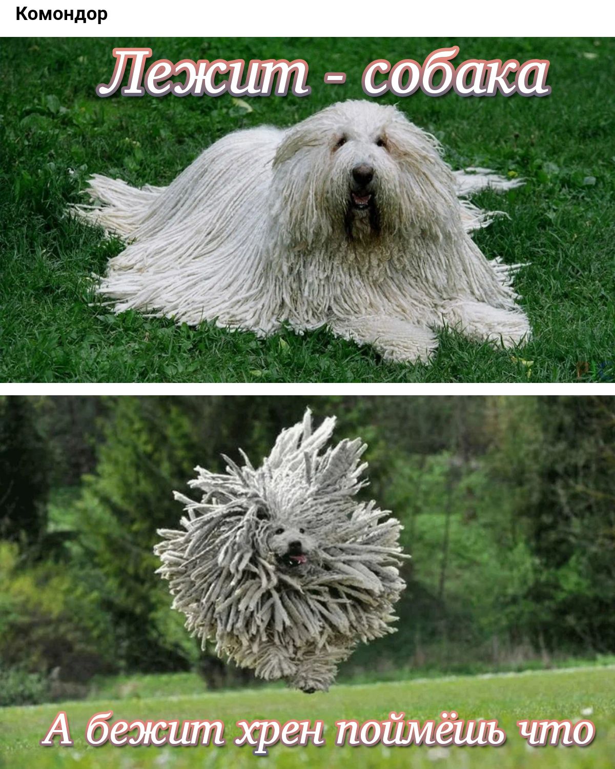 Лежит собака