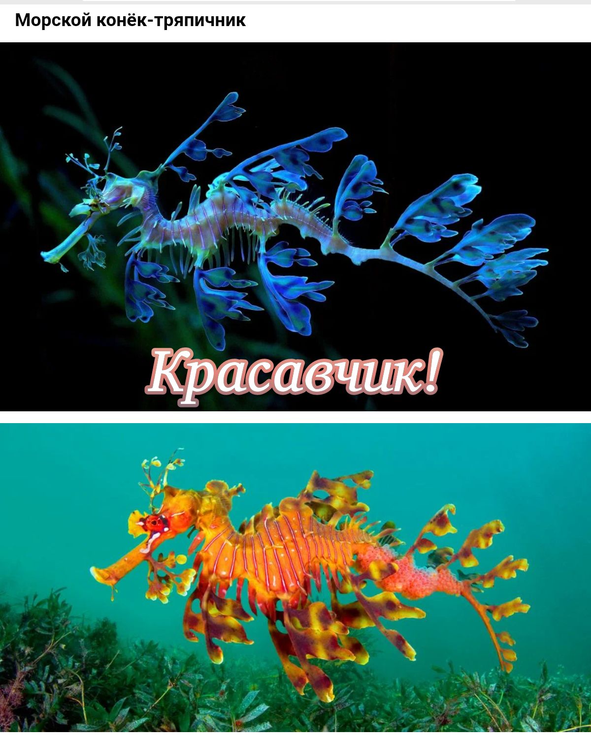 Морскои коиеигтряпичиик