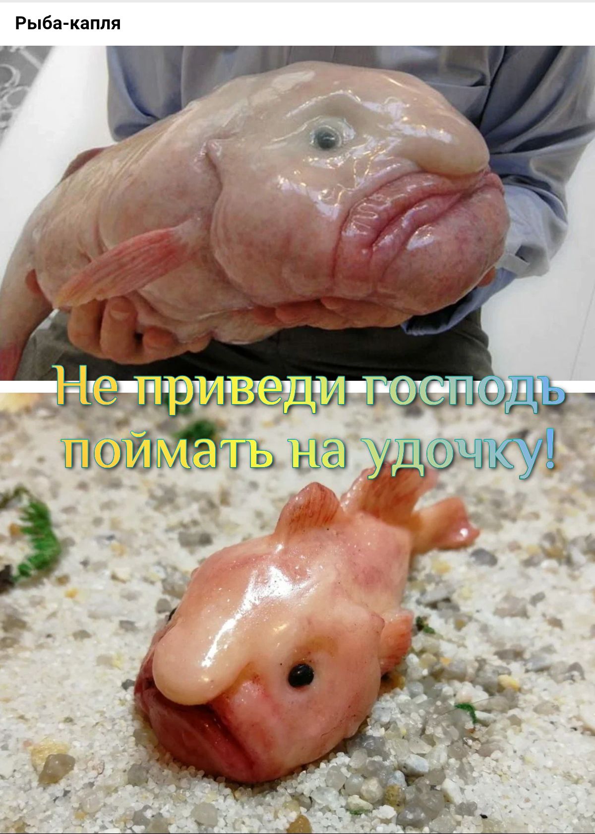 Рыбя Кіппя