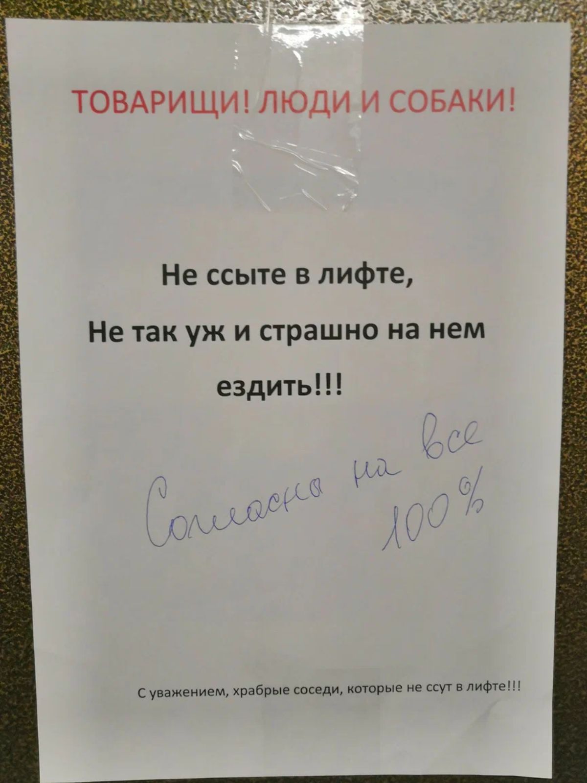 ТОВАРИЩИ ЛЮДИ И СОБАКИ Не ссыте в лифте Не так уж и страшно на нем ездить с шип хибинешидц ш к