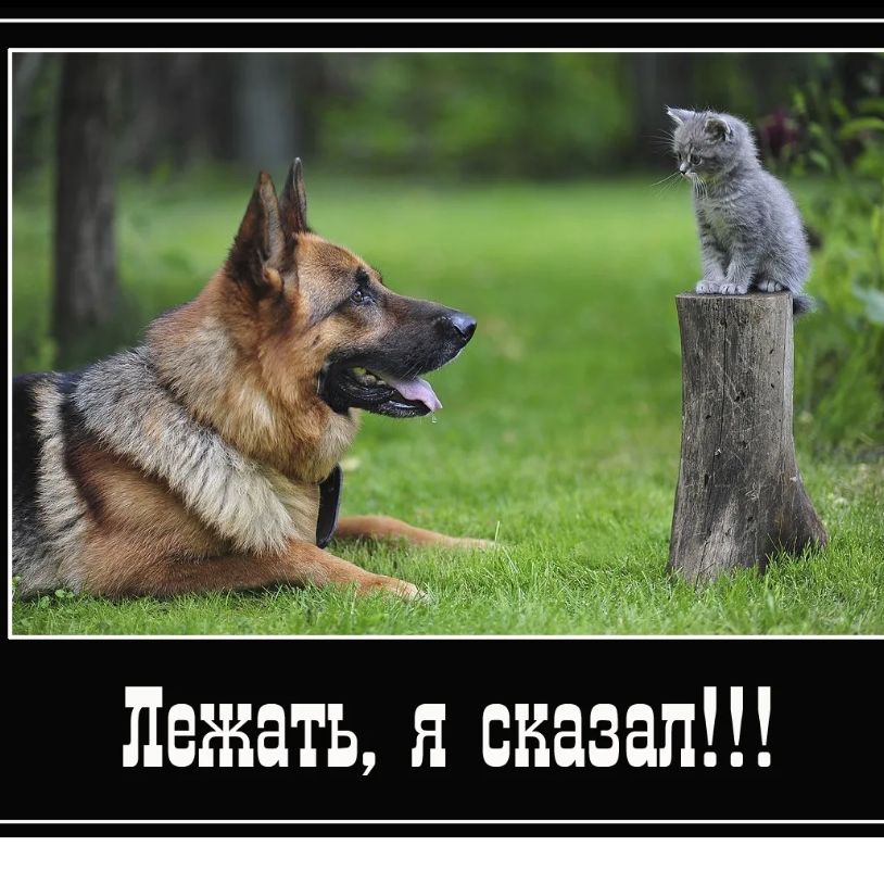 Лежать Я сказал _