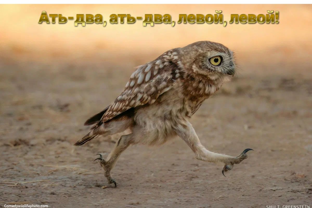 Ать ццтш дддлецдЩлеыщ