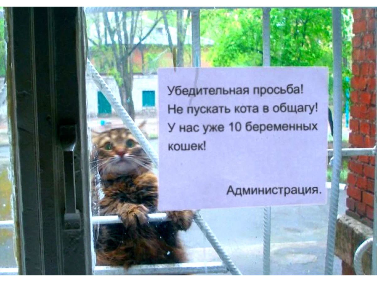 Убваиепьиая просьба Нв пускать кот в пбЩаГУ У нас уже 10 беремеииых кошек Адмимистрация