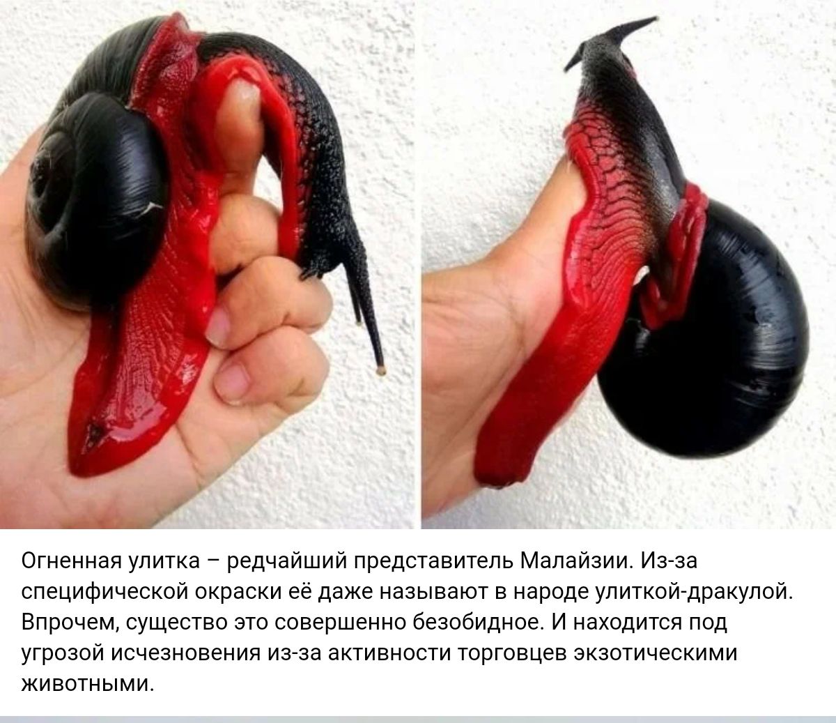 оеиизи упита редчайшии представиуель Малайзии Из за ппецифическпи скрепки ее даже называют в израде упигквй дракулпй впрочем сущес это совершенно безоьидиое и изхпдити под угрпзий ипчезипвгиия има ахгивипсм шргпвцев зкзтическими животными