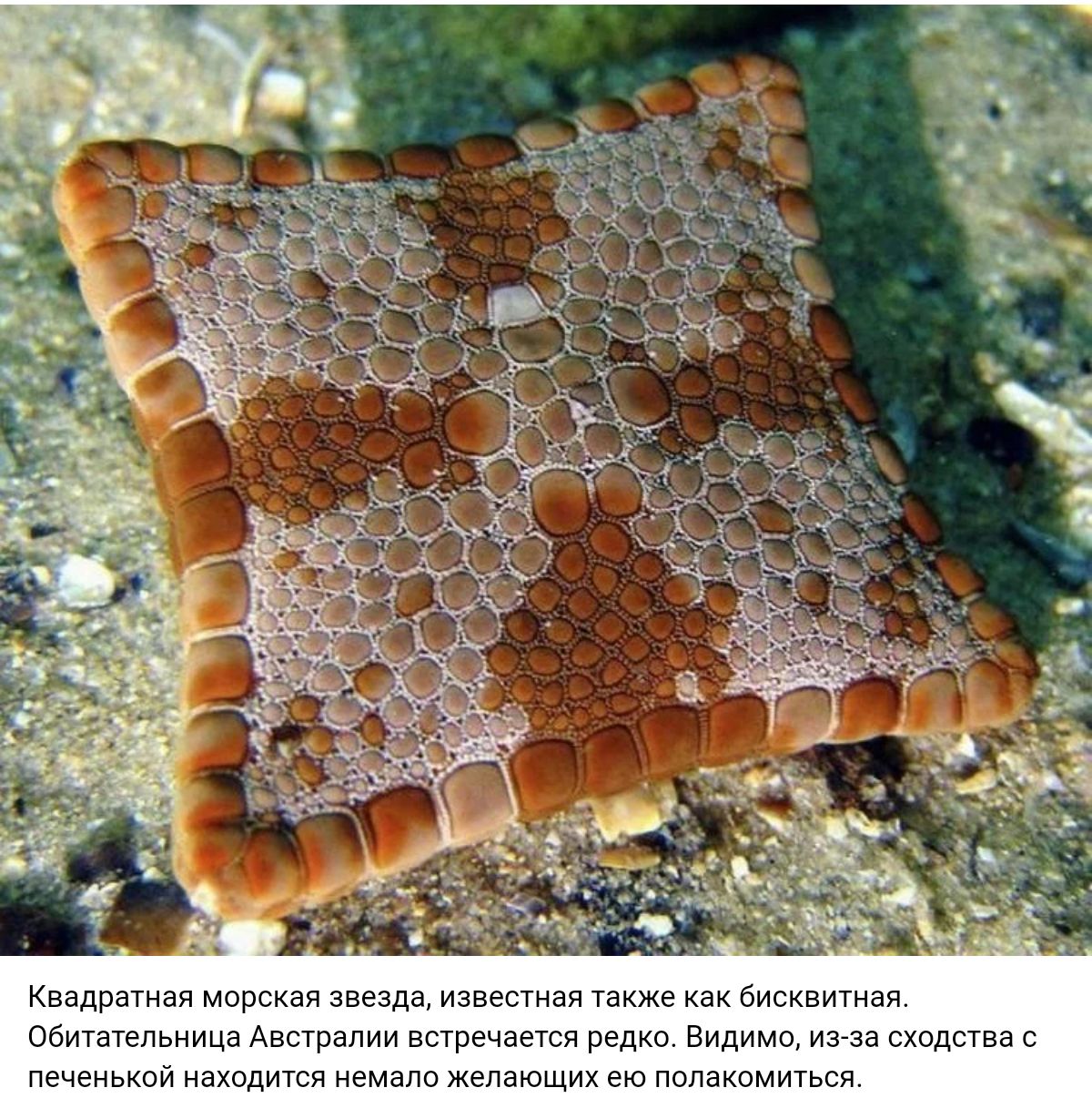 квадрата мар Пишитечьими