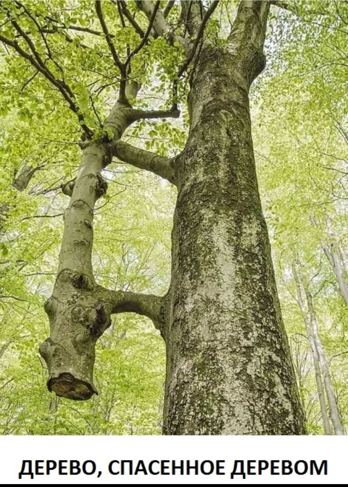 ДЕРЕВО СПАСЕННОЕ ДЕРЕВОМ