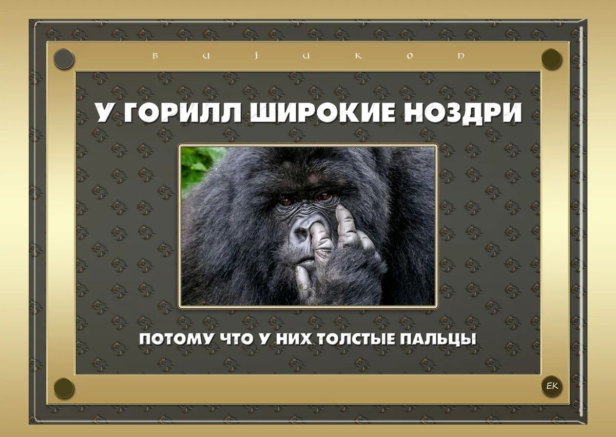 почему чп них пины плльцы