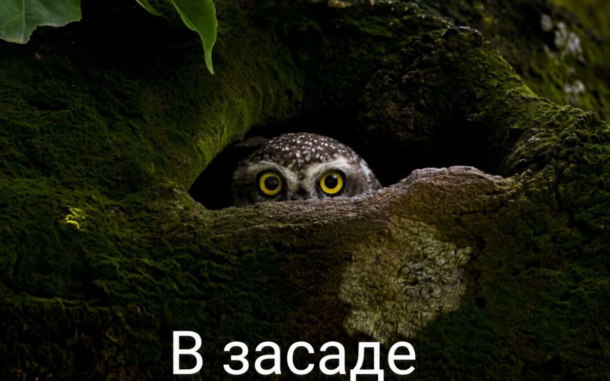 В засаЁе