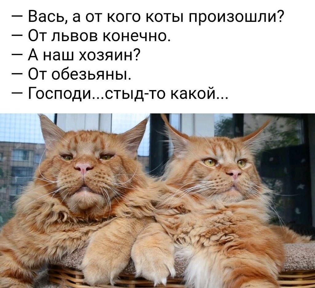 Вась а от кого коты произошли От львов конечно А наш хозяин От обезьяны Господистыдто какой