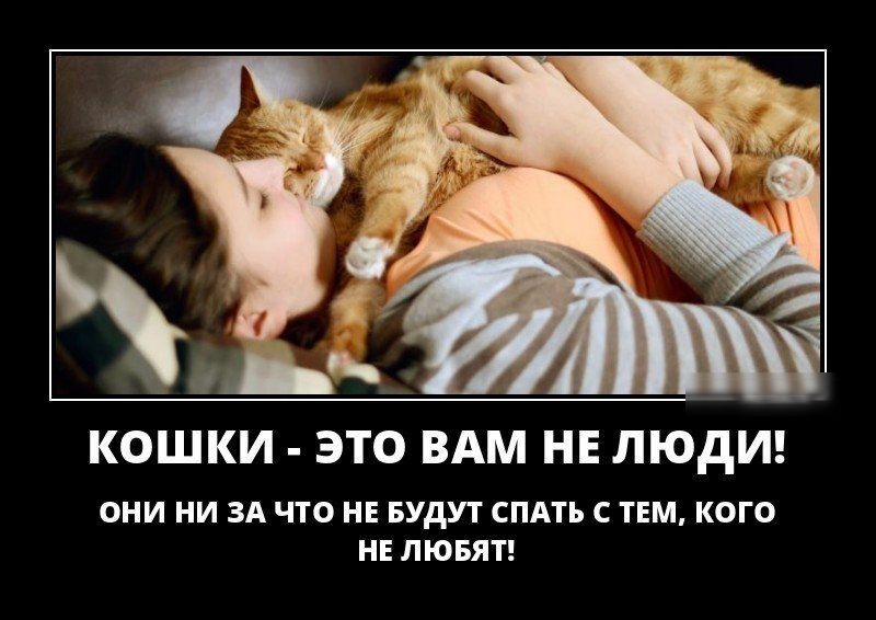 КОШКИ ЭТО ВАМ НЕ ЛЮДИ вии ии зд что и Будут спАть тім кого ИЕ пюып