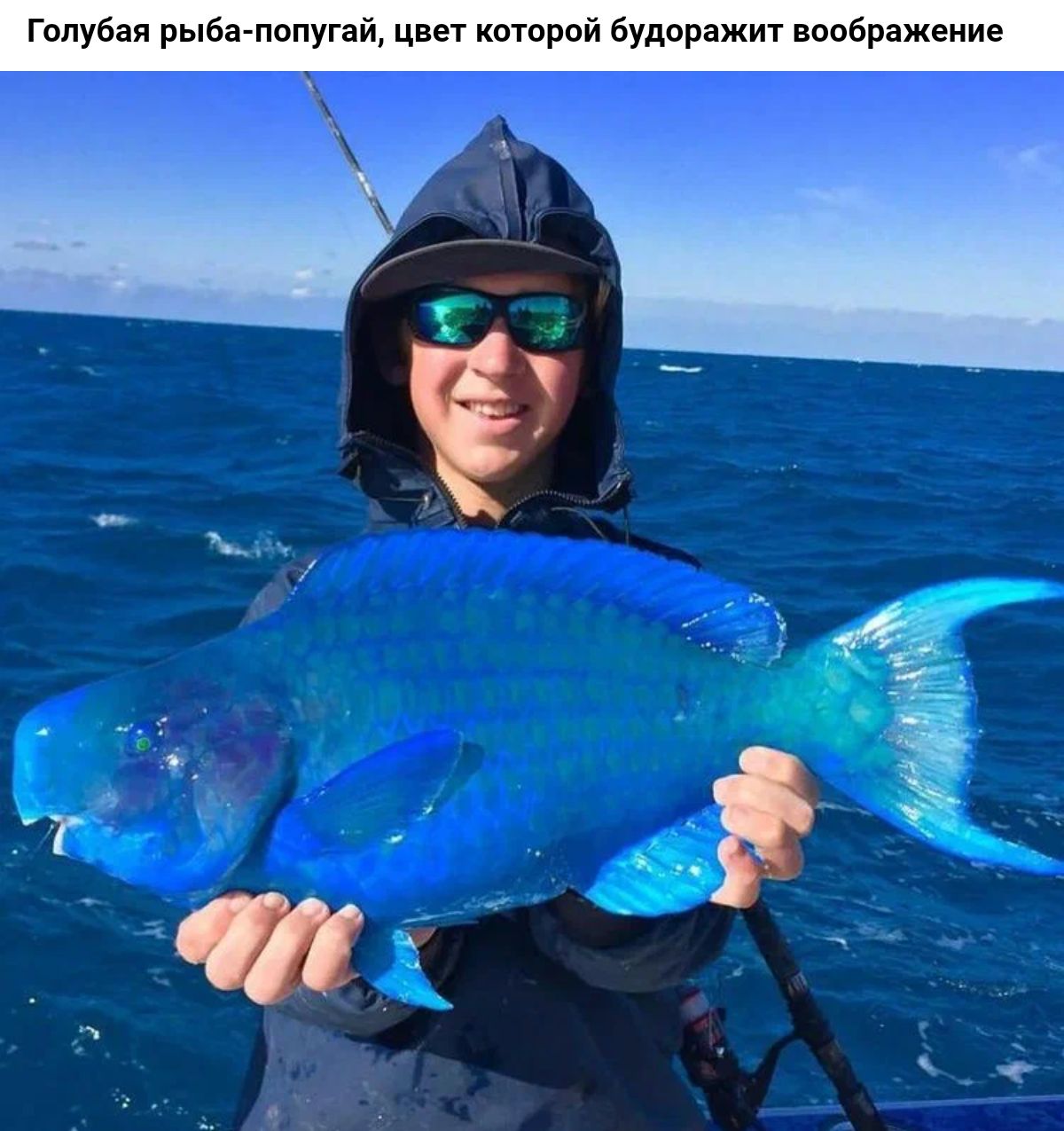 Голубая рь