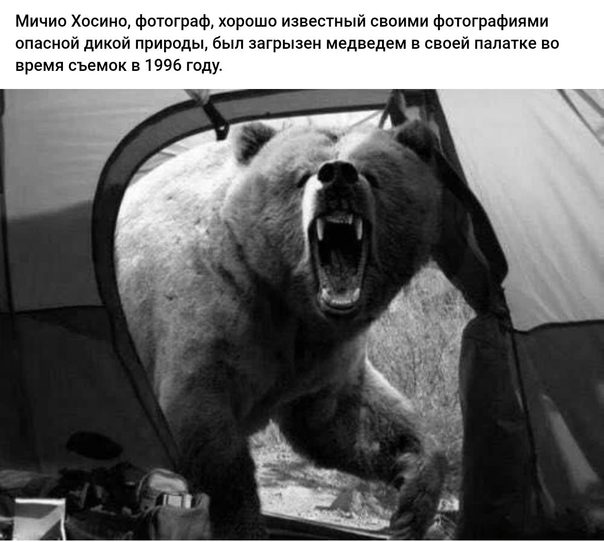 Митю Хосино Фототека Хироши изиепныи ми Фотграфиями ппасиипдико родмЬьхппгрьп медведемвсевеипалшиева времч съемок в 5 году