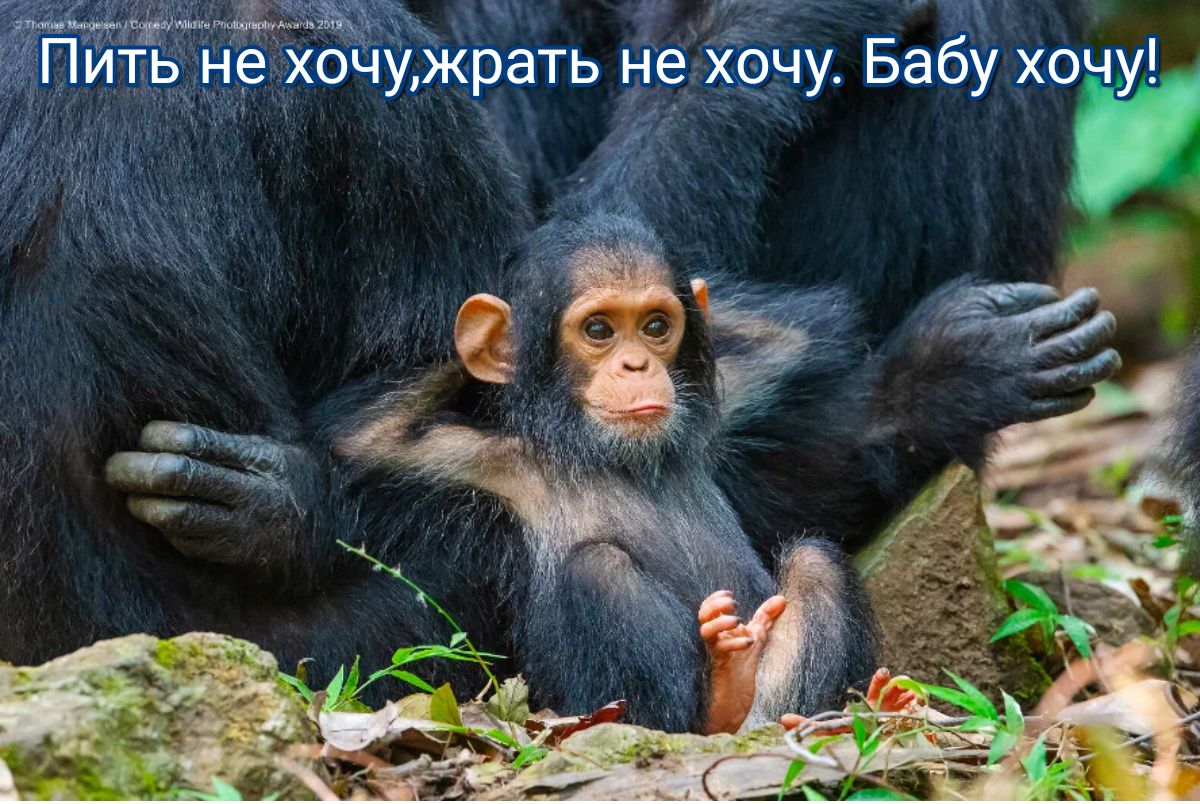 Пить не хочужрать не хочу Бабу хоч