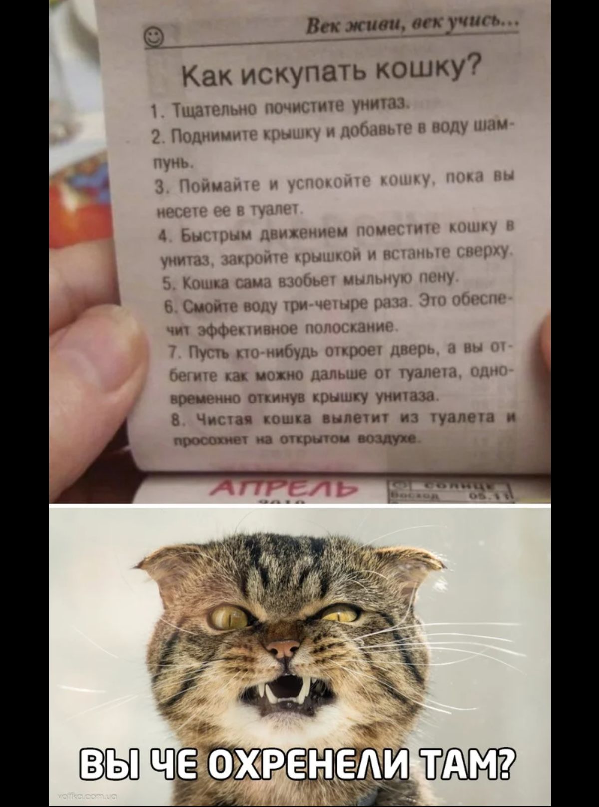 Пп кн Как искупвть кошку7