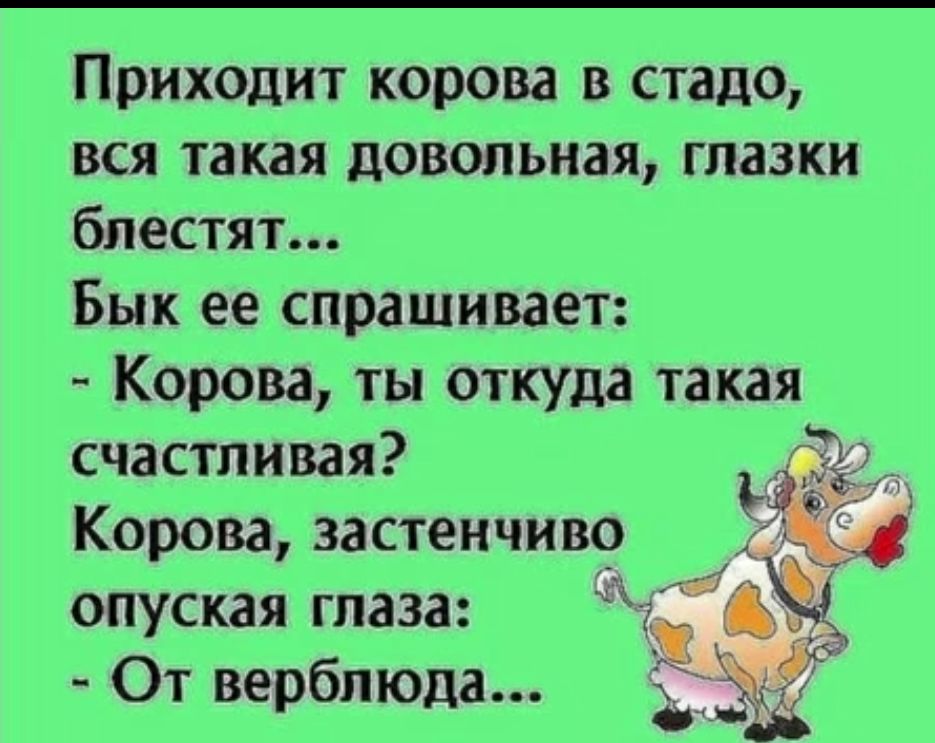 Приходит корова в стадо вся такая довольная глазки блестят Бык ее спрашивает Корова ты откуда такая счастливая Корова застенчиво опуская глаза От верблюда