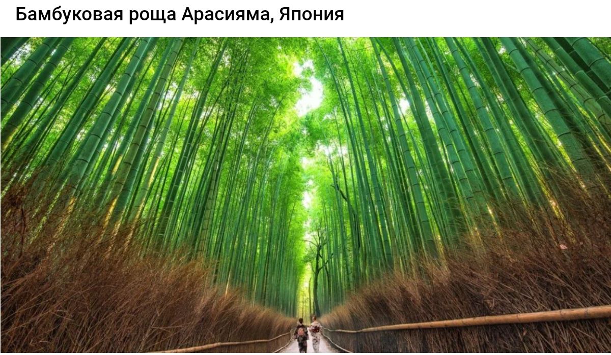 Бамбуковая роща Арасияма Япония Й фе