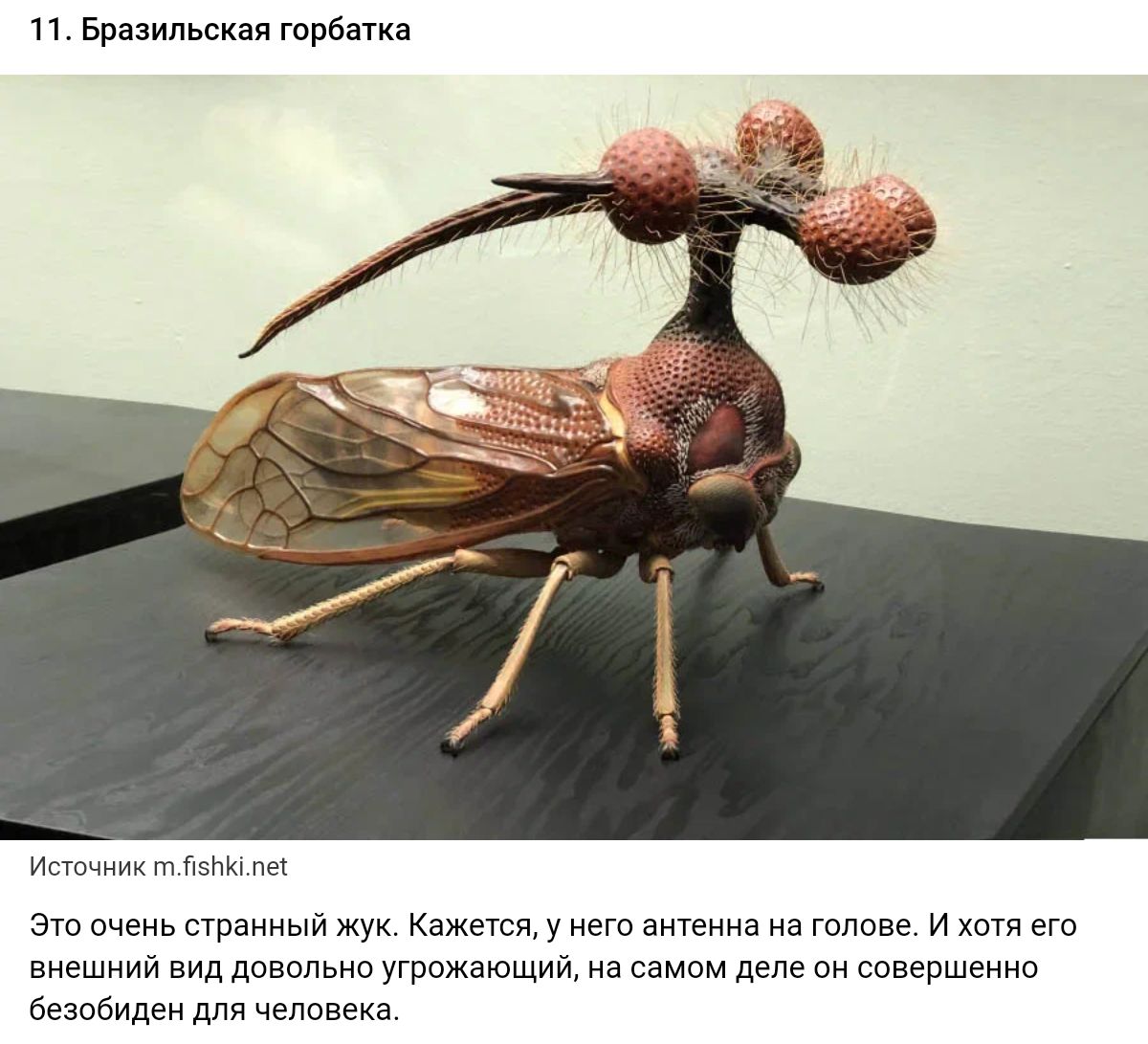 Страшный мир насекомых. Жук Горбатка бразильская. Горбатка бразильская насекомое. Бразильская Горбатка (Bocydium globulare). Горбатка бразильская Горбатка.