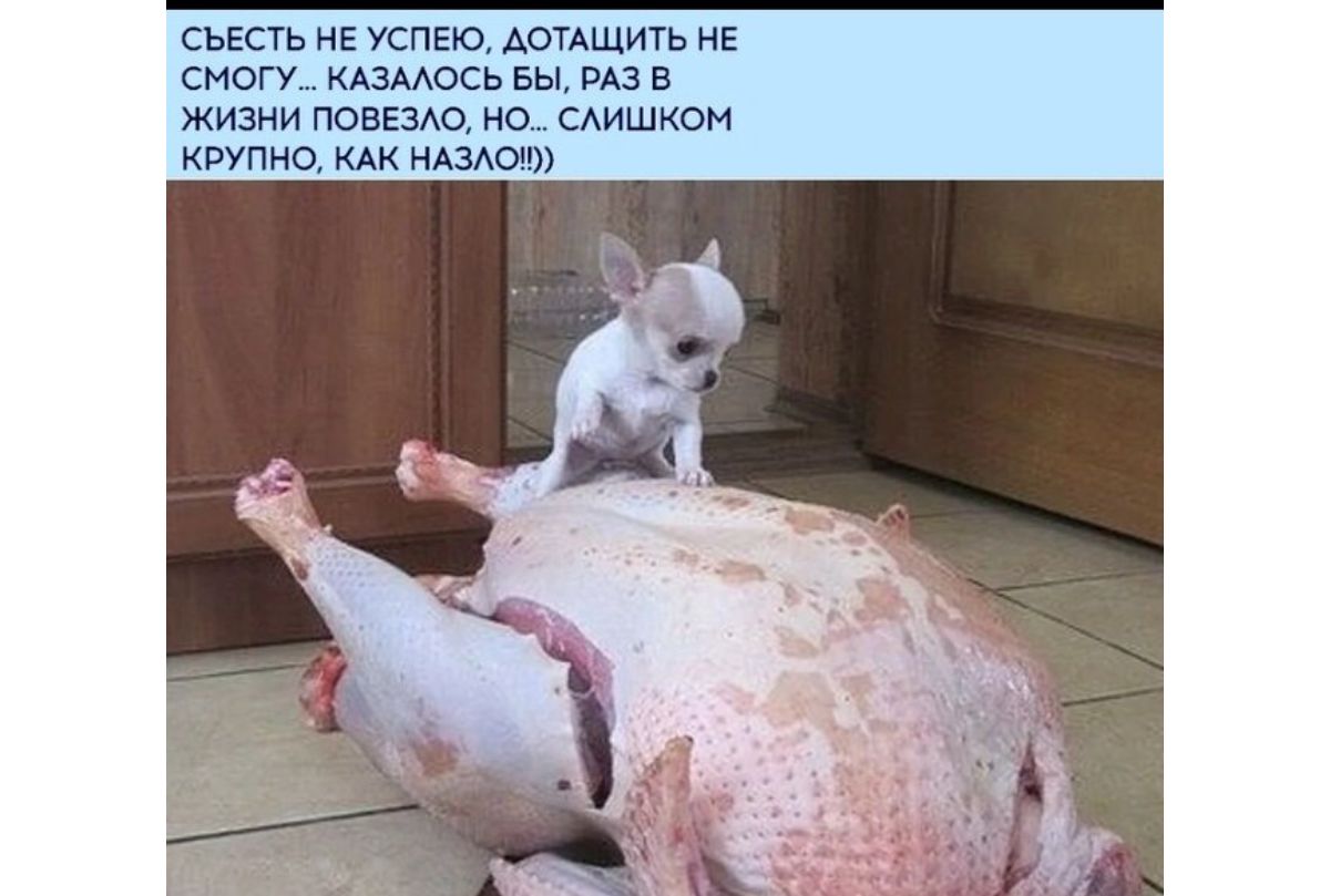 сьЕпь нЕ успею дршцигь нЕ смогу вы в жизни позами но пишиш житие км нюю