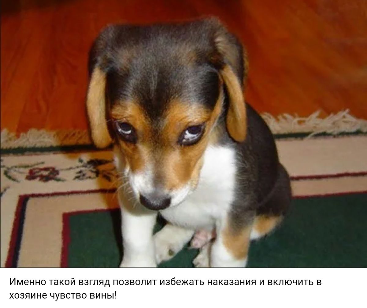 ннм ытчд пигеыпит изиежагь екамиип включить в Пзчине чувства