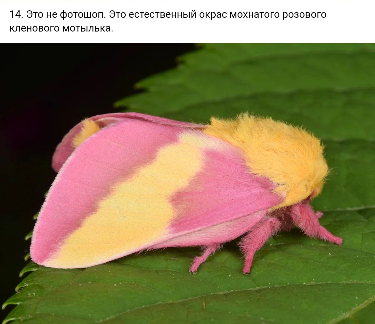 ц Эшиефпшшвп Этеггествеииыйпкрапм шт рпзпвпт вптмщылыа