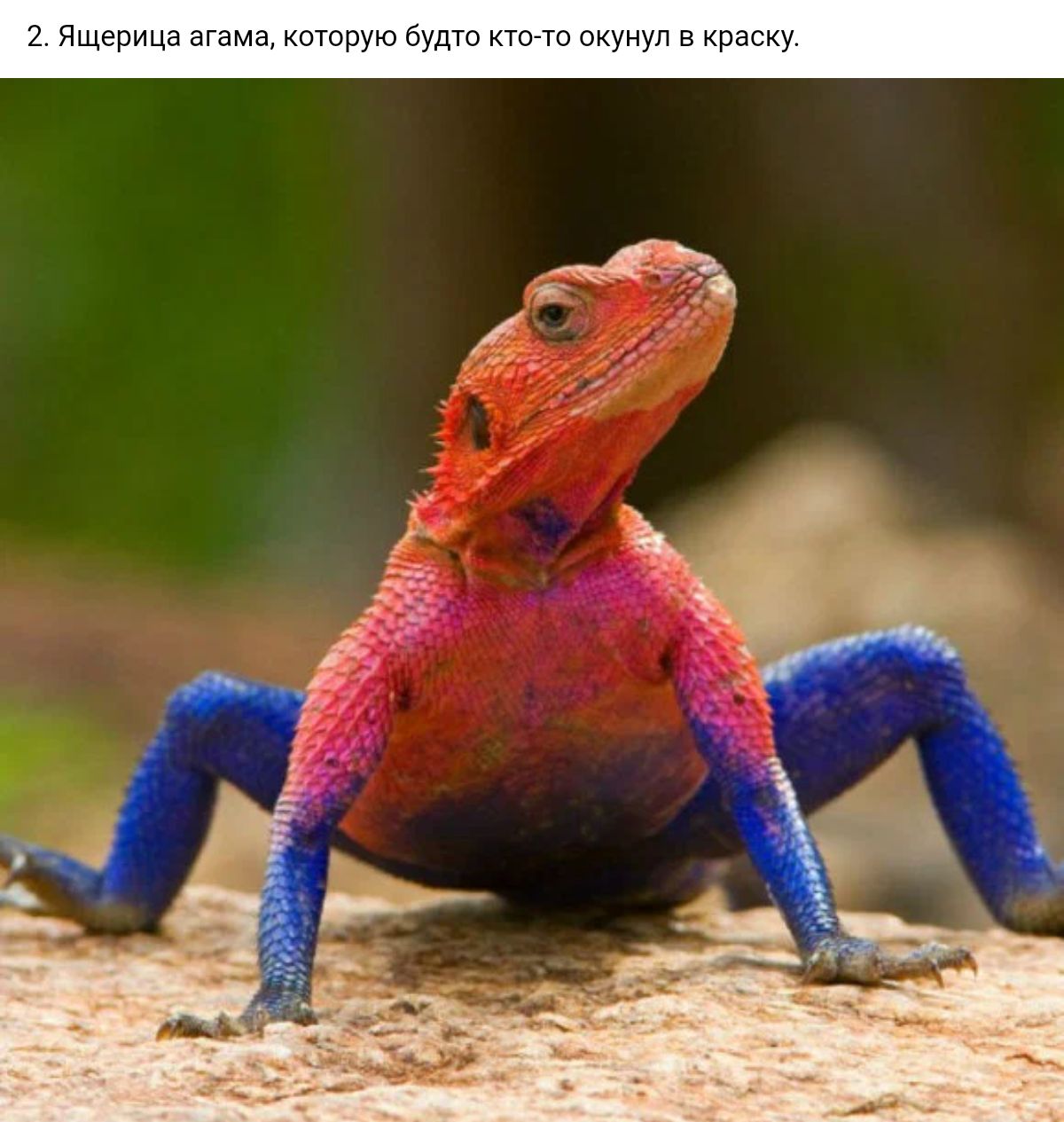 Ящпъща