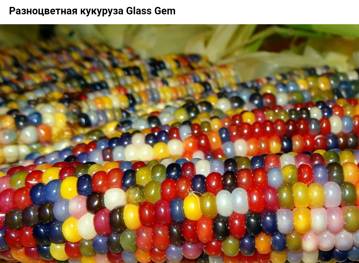 Разипцвешая кукуруза 55 в