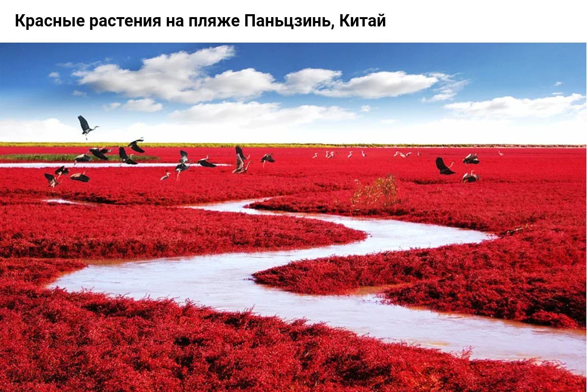 Красные ранения не ниже Паиьцмиь Кичай