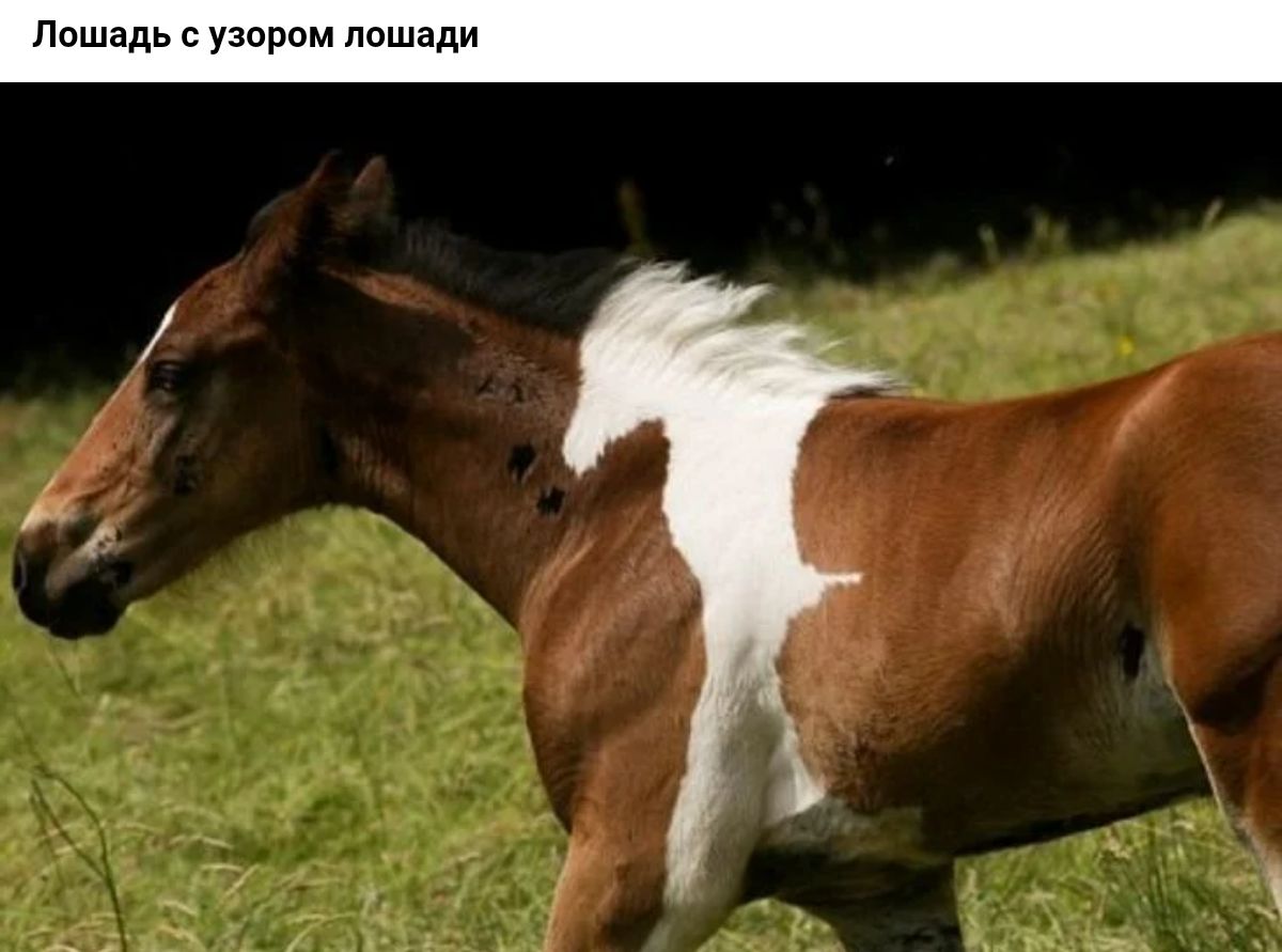 Лошадь узором лошади