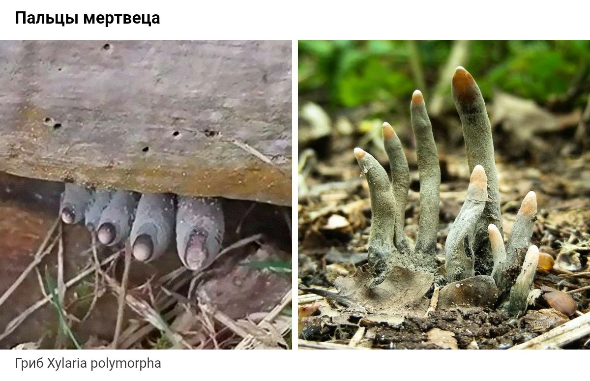Ведьмин гриб где растет. Гриб Xylaria polymorpha. Гриб пальцы мертвеца. Xylaria polymorpha пальцы мертвеца.
