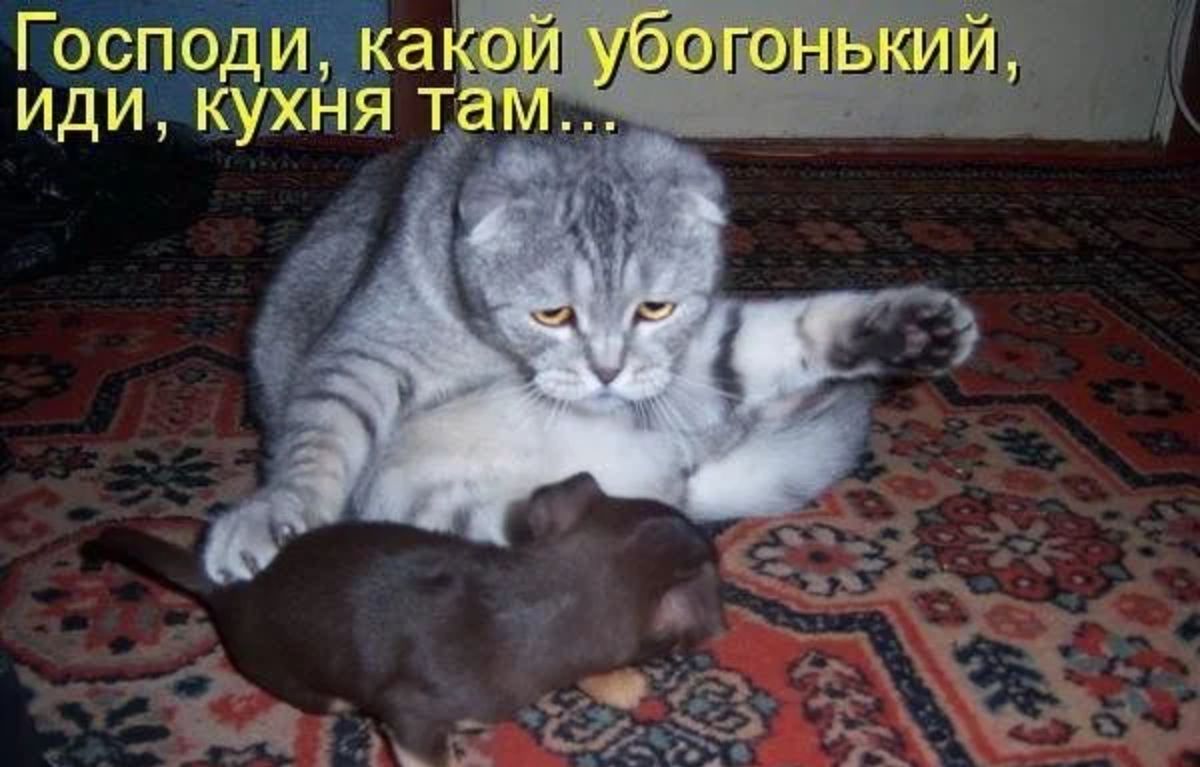 Гобпо иЧкао ГНЬ иди КСФхня т