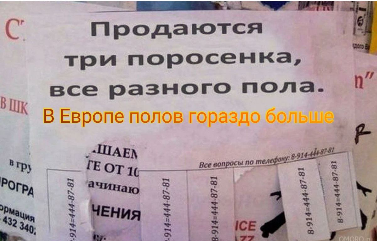 __Щ_г С П рода ются три поросенка все разного пола к 8 шип 0761