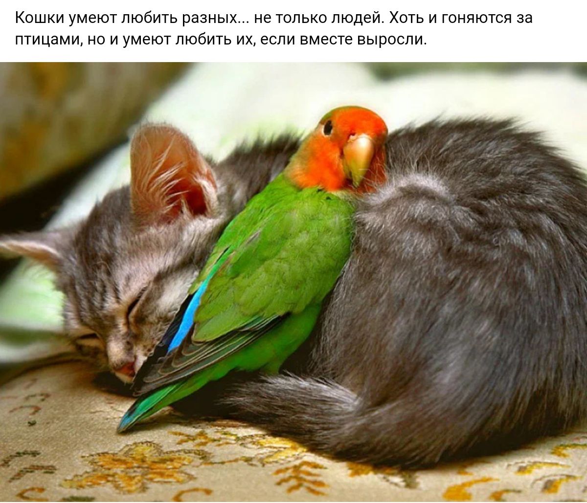 Кпшиипмиппюпип игтльуп Юдзи Пандитя 13 пшшми типам шк