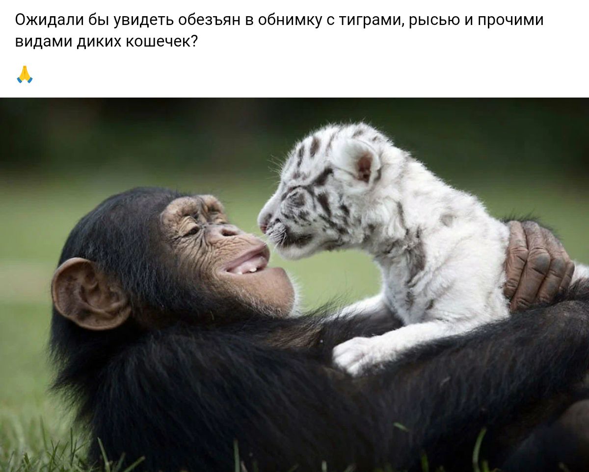 мд в тигры ры и пра видами А
