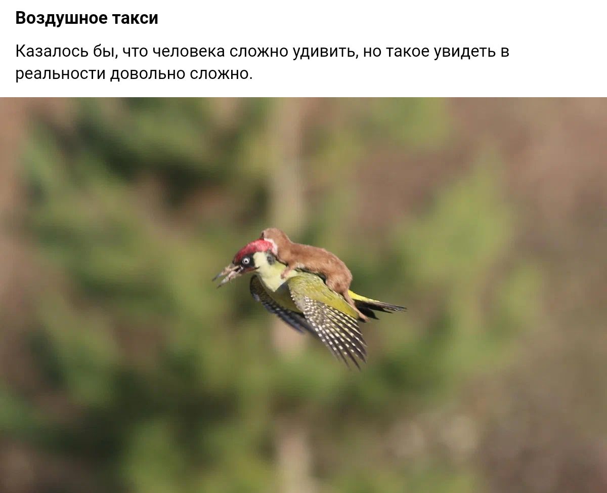 воздуш ио писи Казалось бы челове а удивить такое увидеть в реальны давильне сп