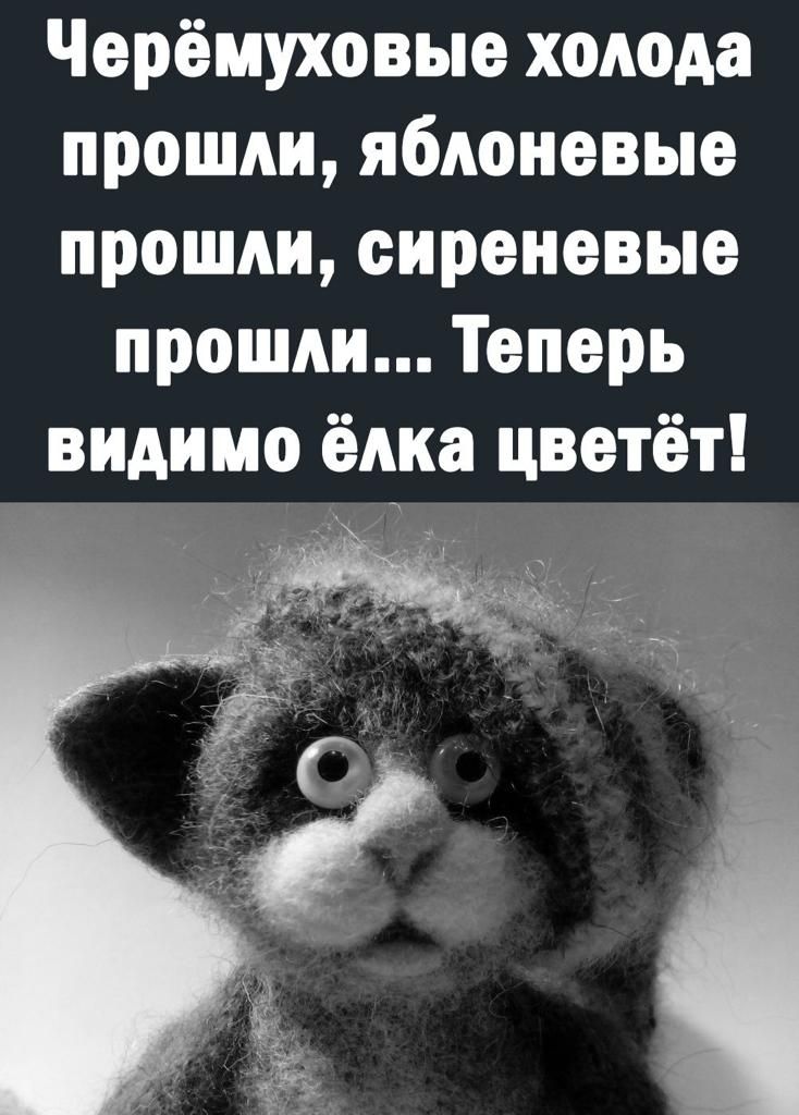 Черёмуховые холода прошли яблоневые прошли сиреневые прошли Теперь видимо ёлка цветёт