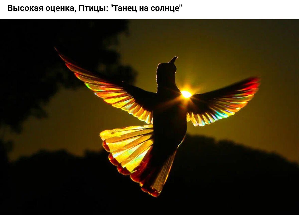 высшая оца пшцы Танец на солнце