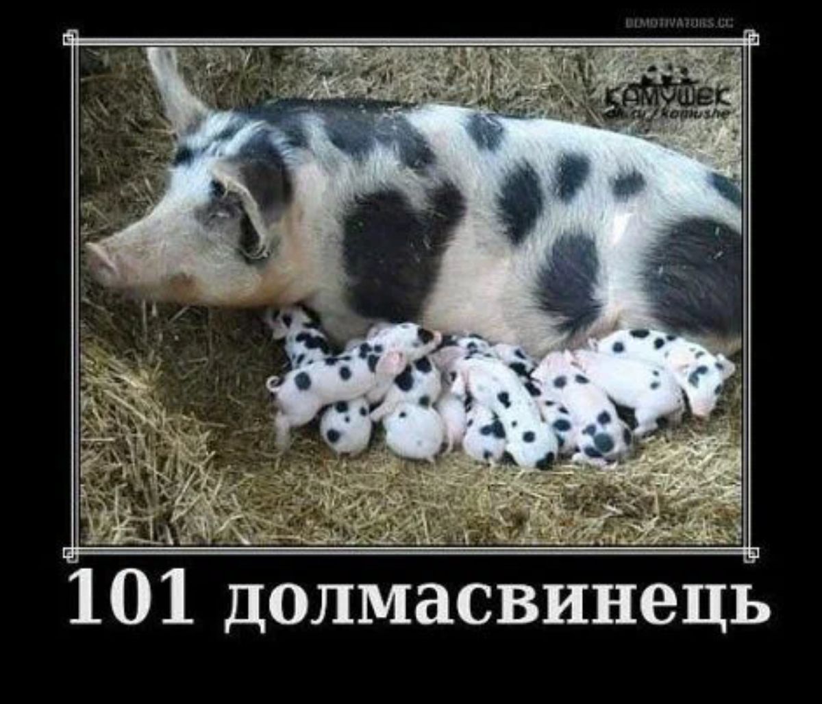 101 долмасвинець