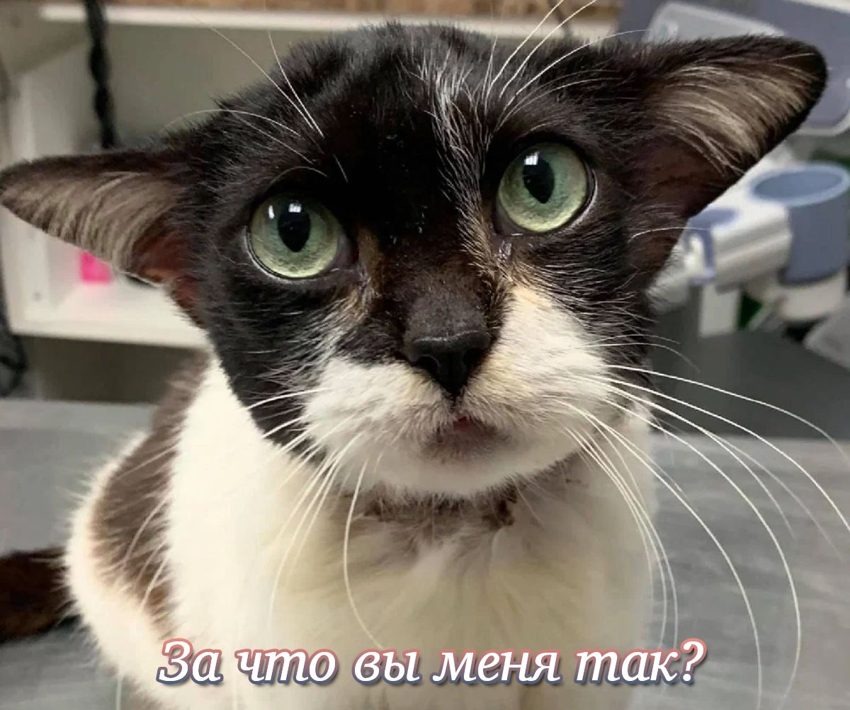 _ ш и ты у