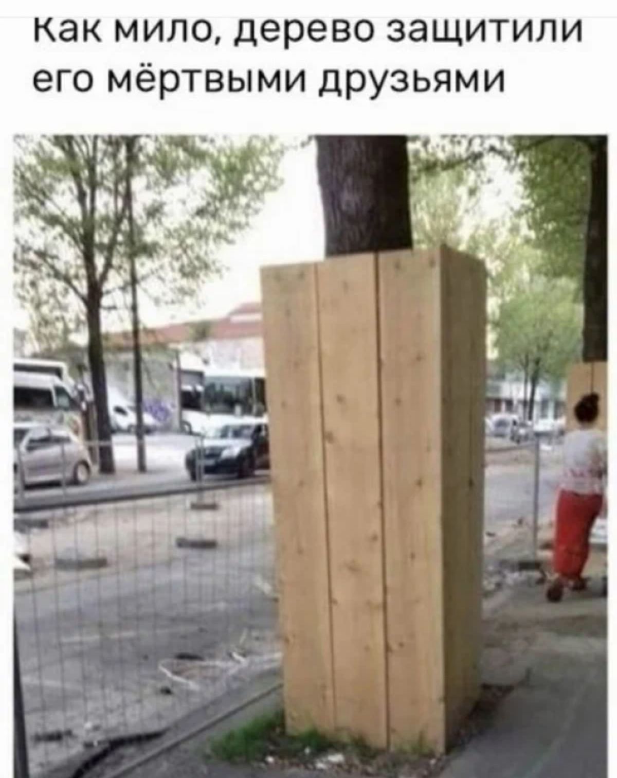 Как мило дерево защитили его мёртвыми друзьями