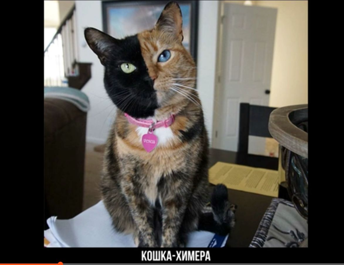 КОШКА ХИМЕРА