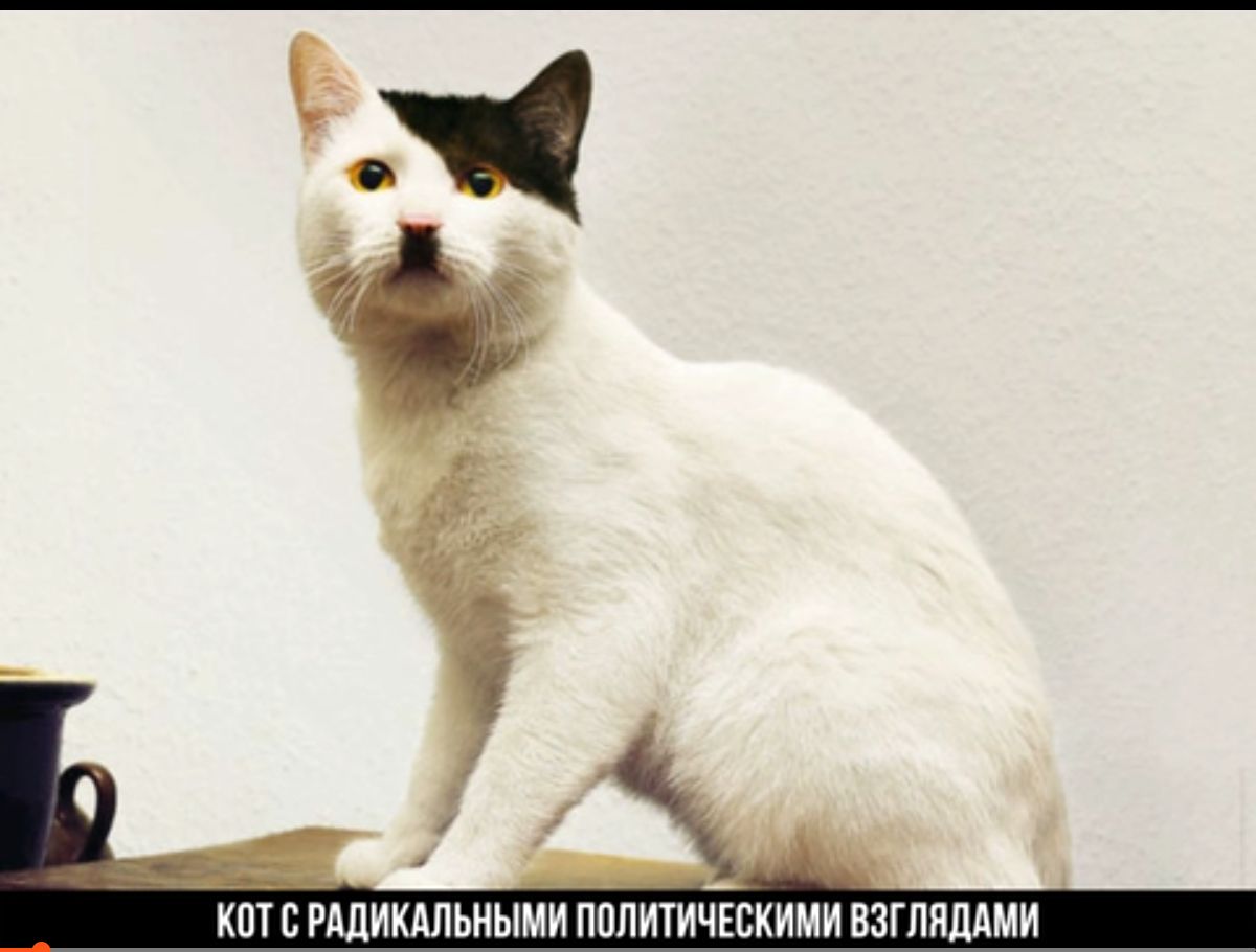КПТЕ РАДИКАЛЬИЫМИ ПППИТИЕБКИМИ ВЗГПЛММИ