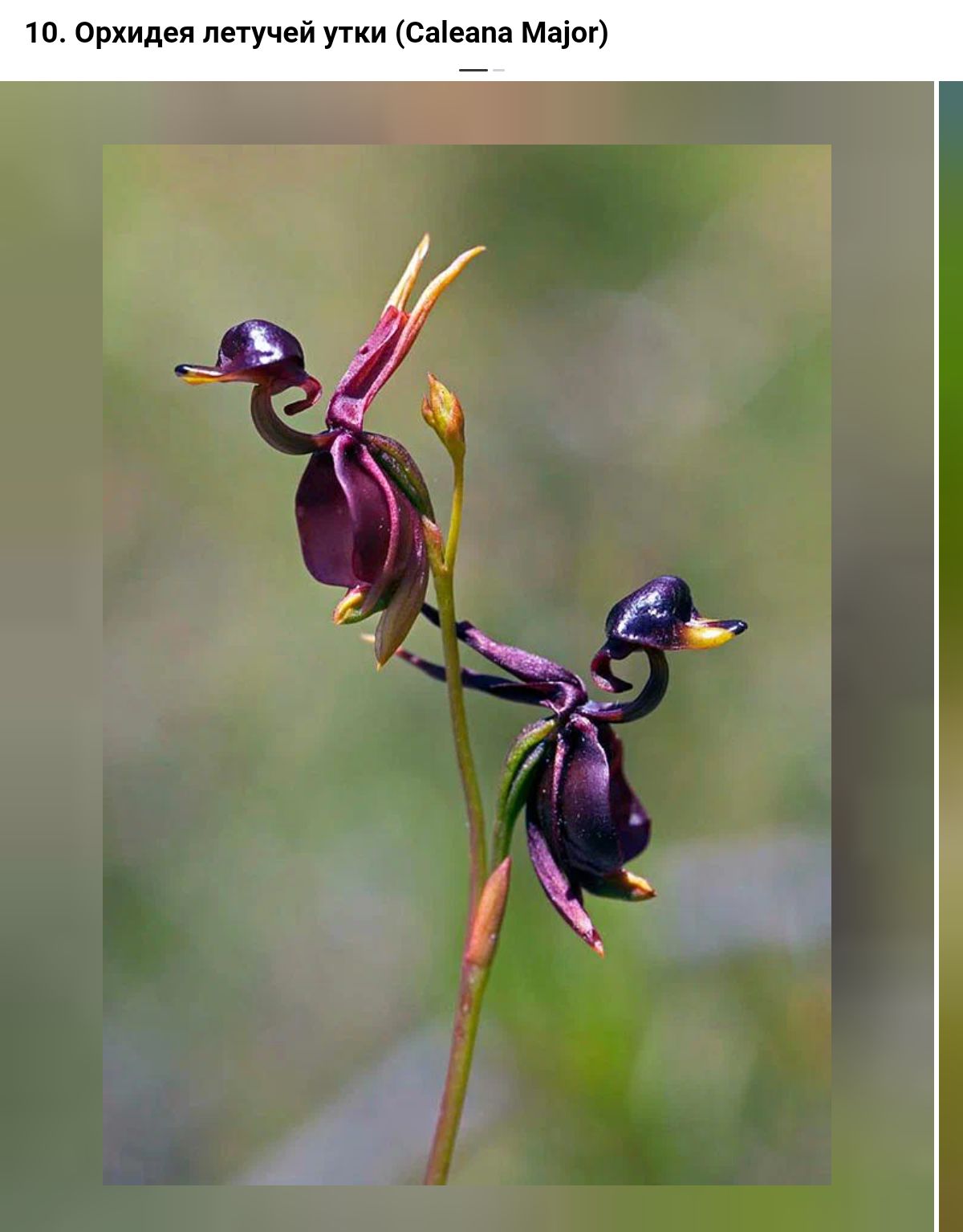 10 орхидея летучей ути сне па мог